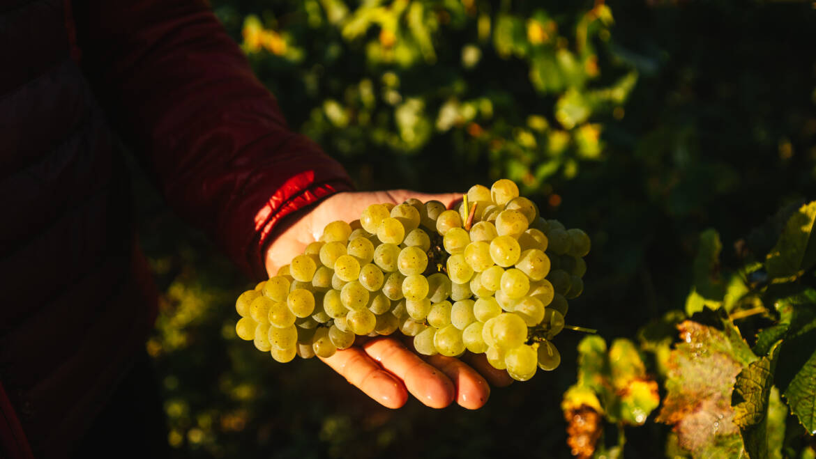 Salons Gastronomiques et vignerons